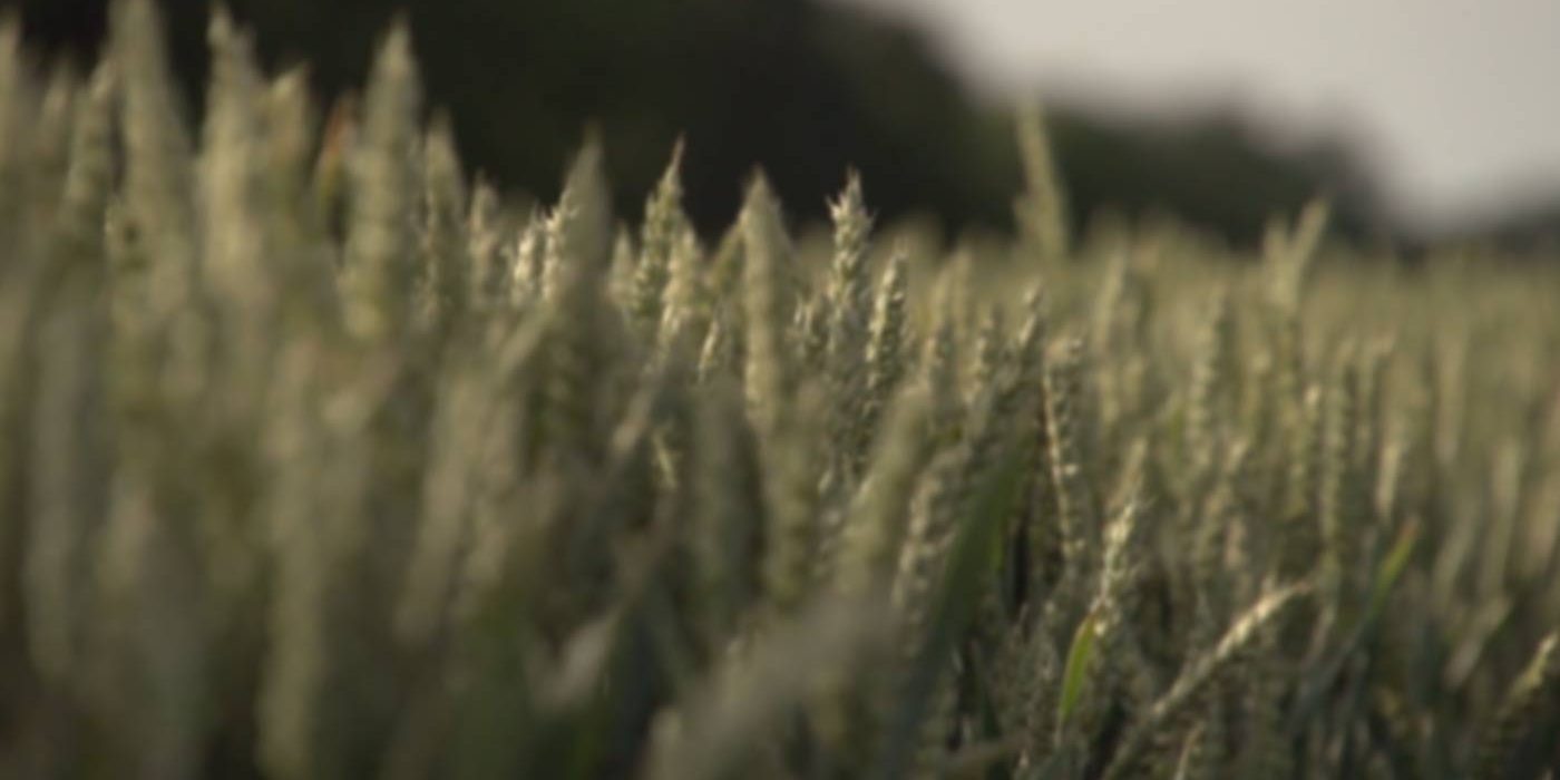 video-bg